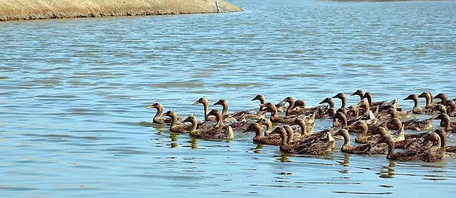 �����V�����a(ch��n)�S�ҡ���@ʽ��ˮ�S