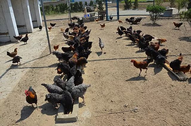 �����V�����a(ch��n)�S�ҡ���@ʽ��ˮ�S