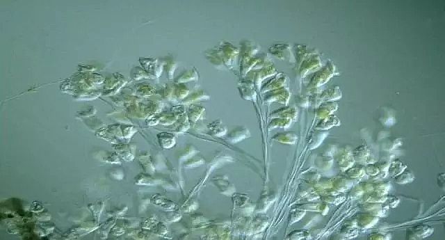 泡沫濾珠濾料EPS廠家工業水處理技術眼花繚亂,拒絕忽悠刻不容緩!