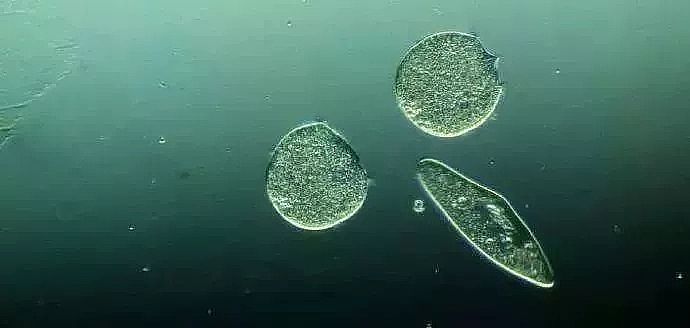 氯錠廠家循環冷卻水系統微生物的控制方法