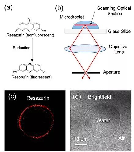2019年硫酸亞鐵廠家玄學還是科學?微米級水滴竟是高效還原劑