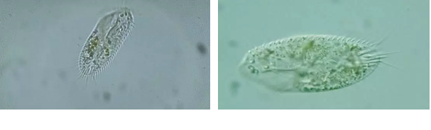 ��(y��u)�|(zh��)�����V�ϏS����ˮ̎��ָʾ��΢�����ȫ!����������