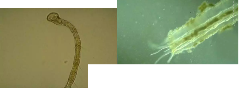 ��(y��u)�|(zh��)�����V�ϏS����ˮ̎��ָʾ��΢�����ȫ!����������