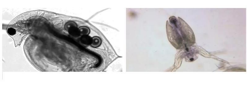 ��(y��u)�|(zh��)�����V�ϏS����ˮ̎��ָʾ��΢�����ȫ!����������