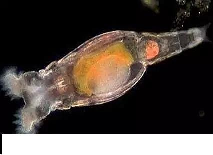 ��(y��u)�|(zh��)�����V�ϏS����ˮ̎��ָʾ��΢�����ȫ!����������