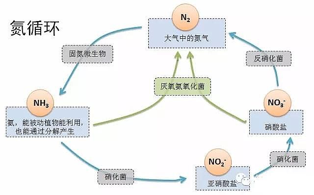 2020年陰離子聚丙烯酰胺廠家厭氧氨氧化菌在于污水的處理實際應用
