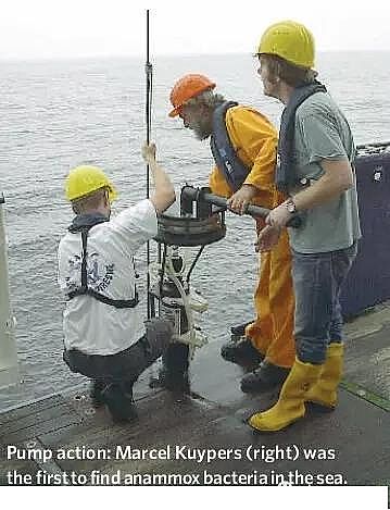 2020年陰離子聚丙烯酰胺廠家厭氧氨氧化菌在于污水的處理實際應用