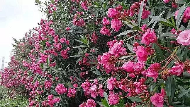 2020年聚合氯化鐵PAFC廠家開創BOO冶金行業環境治理新模式