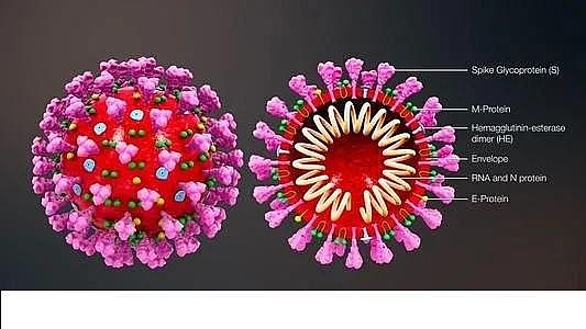 ú�|(zh��)�w������̿0.5-1mm�S�ҰĴ������о��ˆT�_�l(f��)���z�y(c��)��ˮ��Covid-19�����ϵ�y(t��ng)