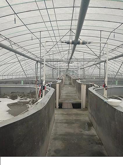 新型聚丙烯酰胺PAM廠家工廠化水產養殖過程的水處理技術