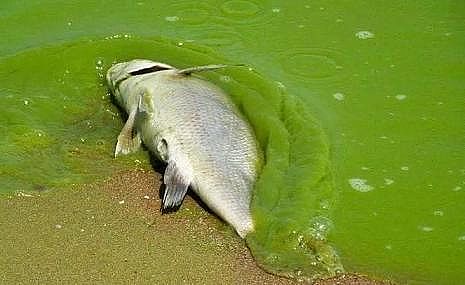 �¿�Aʽ�Ȼ��X�S���P(gu��n)��ˮ�a(ch��n)�B(y��ng)ֳ�I(y��)�Uˮ��̎��