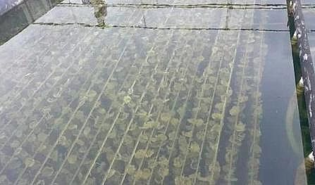 �¿�Aʽ�Ȼ��X�S���P(gu��n)��ˮ�a(ch��n)�B(y��ng)ֳ�I(y��)�Uˮ��̎��