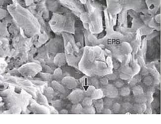 環保粉狀活性炭廠家污水廠應對污泥膨脹的技術管理