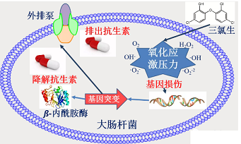固體消毒劑氯片生產廠家新冠期間過渡消毒可能會加速超級細菌的傳播