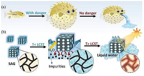 精選不銹鋼纖維束掛鉤生產(chǎn)廠家人造“河豚”實現(xiàn)太陽能凈水,在處理各種廢水方面具有很大潛力