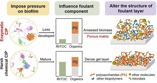 精選木魚石濾料生產(chǎn)廠家酶洗可緩解由多糖引發(fā)的反滲透膜反復(fù)污染問題