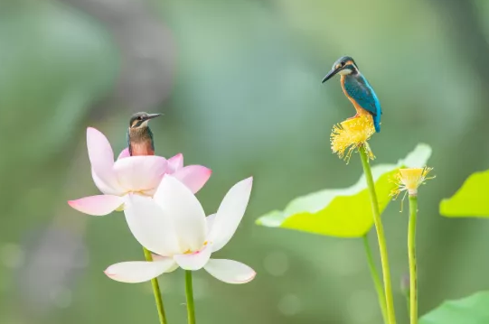 新式生物陶粒濾料生產廠家燕山石化污水回用裝置讓“能喝的污水”從傳說變成現實