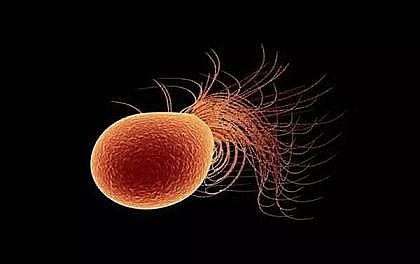 多功能反沖洗濾帽生產廠家微生物在氮轉化中的作用