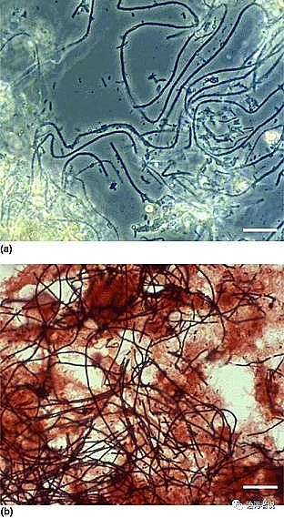 ��Ʒ�|(zh��)Ҭ������̿�S����Û����ĭ��M. parvicella���ĺ�(ji��n)��