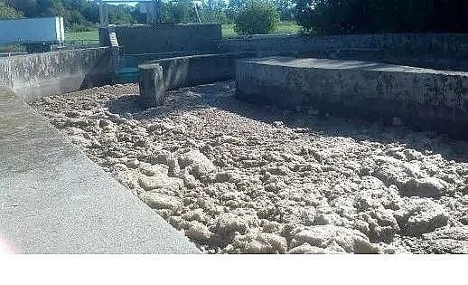 ��Ʒ�|(zh��)Ҭ������̿�S����Û����ĭ��M. parvicella���ĺ�(ji��n)��