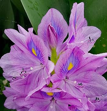 上等陰離子聚丙烯酰胺HPAM廠家濕生植物對富營養化水體修復研究