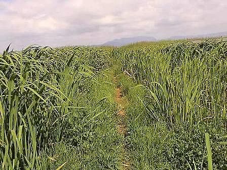 上等生物火山巖濾料廠家解讀|《人工濕地水質凈化技術指南》編制思路與體系