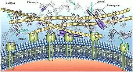 纖維束填料1米廠家有機污染物胞外作用機理及微生物群體感應調控特征