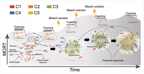 上等堿式氯化鋁生產(chǎn)廠家香港污水廠9年跟蹤發(fā)現(xiàn):萬變的菌,不變的出水