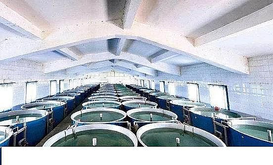 精美麥飯石濾料廠家工廠化循環水養殖技術介紹