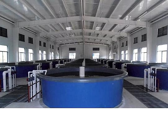 精美麥飯石濾料廠家工廠化循環水養殖技術介紹