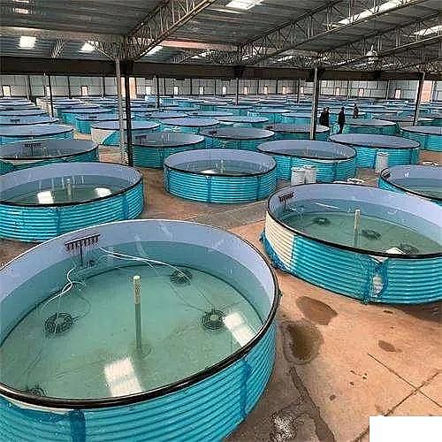 精美麥飯石濾料廠家工廠化循環水養殖技術介紹