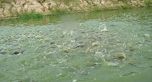 全新鵝卵石濾料廠家養(yǎng)殖尾水治理將有大動(dòng)作!各地排放標(biāo)準(zhǔn)實(shí)行“地域定制”