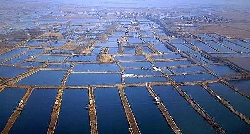 全新鵝卵石濾料廠家養(yǎng)殖尾水治理將有大動(dòng)作!各地排放標(biāo)準(zhǔn)實(shí)行“地域定制”