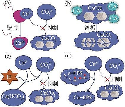 2022年阻垢劑循環(huán)冷卻水微生物調(diào)節(jié)水質(zhì)機理研究進展