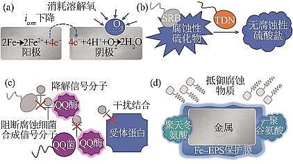 2022年阻垢劑循環(huán)冷卻水微生物調(diào)節(jié)水質(zhì)機理研究進展