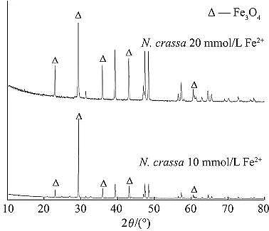 高品質(zhì)粉末粉狀活性炭生產(chǎn)廠家生物礦化法制備納米氧化鐵及其對亞甲基藍(lán)的吸附